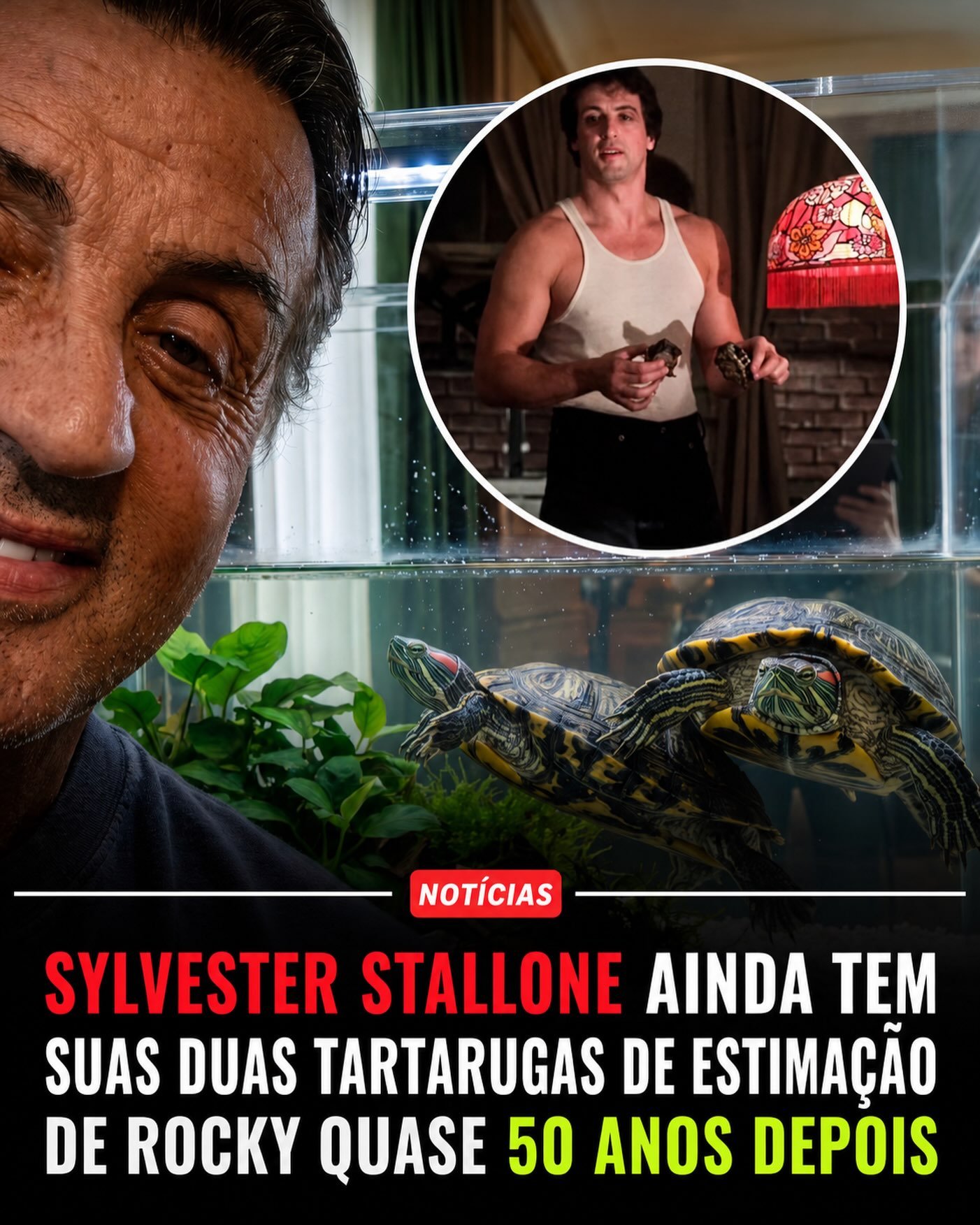Photo by Universo 42 on July 28, 2026. May be an image of turtle, tortoise, poster and text that says '重 NOTÍCIAS SYLVESTER STALLONE AINDA TEM SUAS DUAS TARTARUGAS DE ESTIMAÇÃO DE ROCKY QUASE 50 ANOS DEPOIS'.